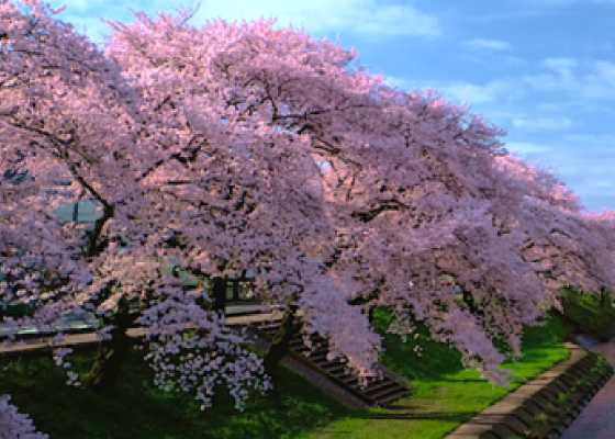 桜オーナー権［1本］